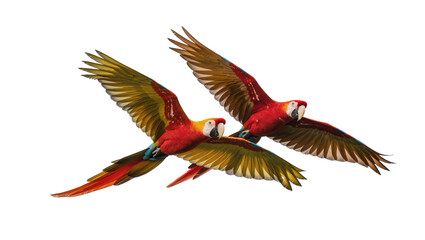 Two Scarlet Macaws Flying with Wings Spread © Hannah
