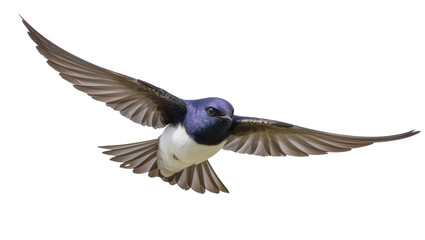 Obraz premium Purple martin bird with spread wings flying