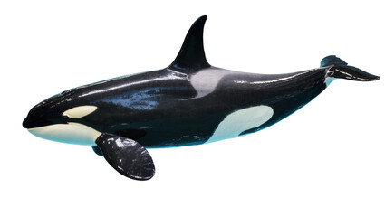 Orca whale with black and white markings swimming © Hannah
