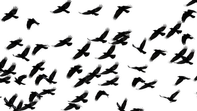 Flock of black crows flying in formation