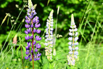 Obraz premium invasive lupine plants with tall vertical flower spikes in meadow vegetation linked to ecological disruption through nutrient imbalance and displacement of native flora