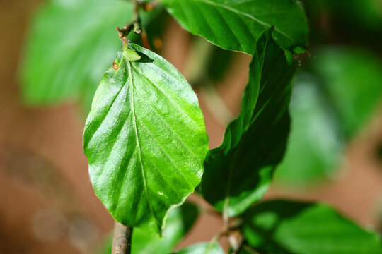 european beech (Fagus sylvatica) leaf with smooth surface texture and visible venation in natural outdoor vegetation