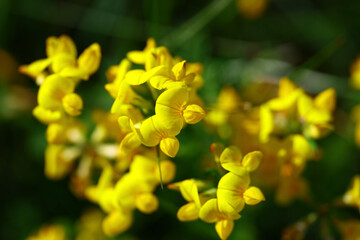 Obraz premium macro detail of Lotus corniculatus with clustered yellow florets and herbaceous meadow vegetation