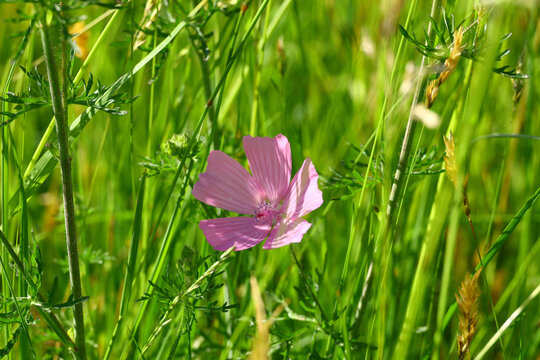 macro detail of wild Dianthus deltoides with soft wind‑driven movement in surrounding meadow vegetation