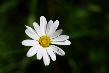 Fototapeta premium wild meadow flower Leucanthemum vulgare in macro detail with white ray florets and yellow disc structure