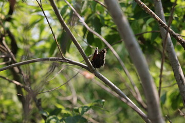 Joli papillon Morio, Nymphalis antiopa © NebulaPhotographies