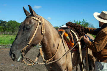 caballo en el campo con un gaucho ajustando la silla © Fernando