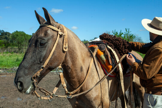 caballo en el campo con un gaucho ajustando la silla