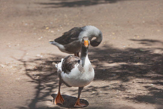 2 patos en granja