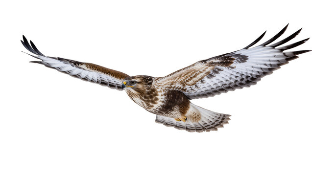 Buzzard bird in flight with wings spread wide