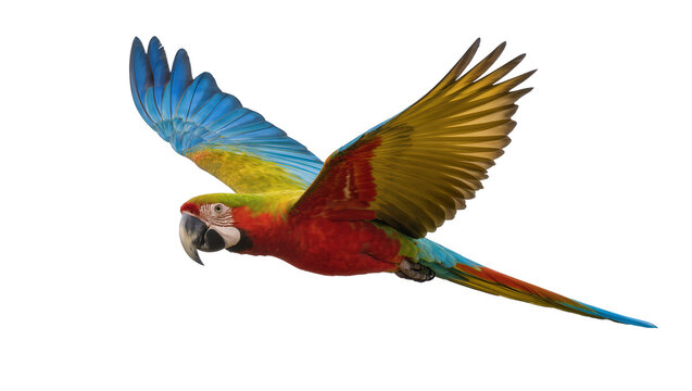 Colorful macaw parrot in flight with wings spread