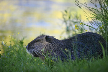Close-up profile portrait of a nutria, coypu, looking sideways outdoors © Botond