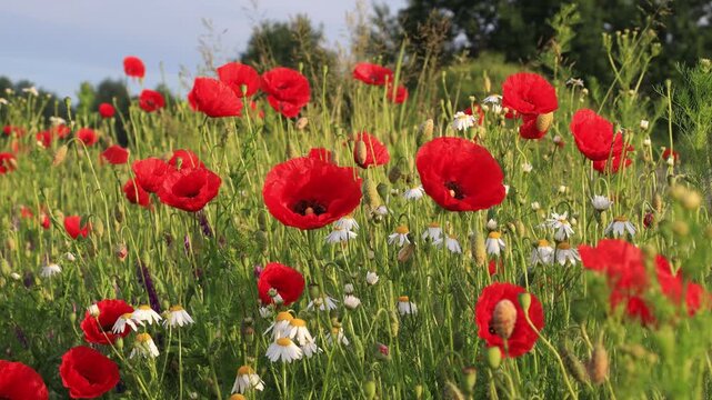 Vibrant red poppies blooming in green grass field on a bright summer day.