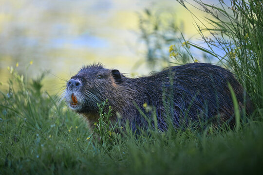 Close-up profile view of a nutria showing its distinctive bright orange teeth, coypu portrait