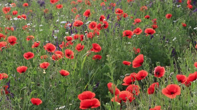 Red poppy blossoms in a green meadow, close-up detailed view, 4k stock footage.