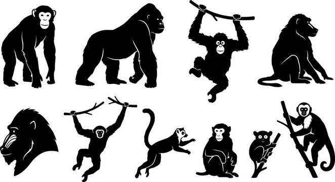 Set of monkeys and apes in various poses and actions on white background