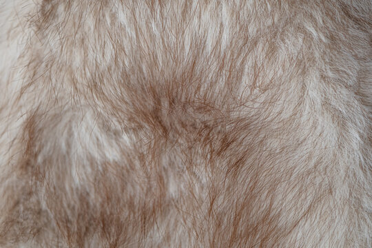 Detailed close up of soft natural animal fur showing a fluffy light brown and white texture