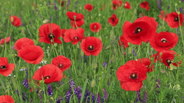 Wild poppy flowers swaying in the wind, close-up steady shot, beautiful nature background.