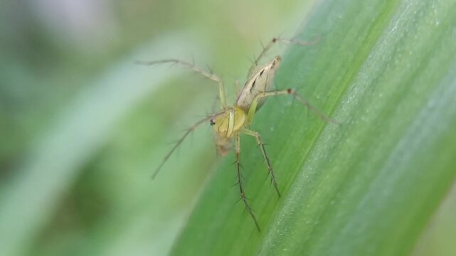 lynx spider perched on a grass leaf, jumping spider hunter, predator of small insects