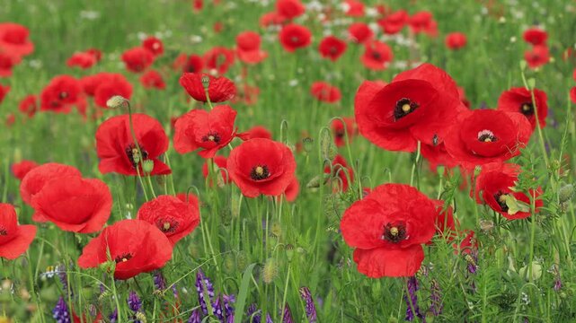 Wild poppy flowers swaying in the wind, close-up steady shot, beautiful nature background.