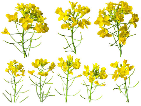 Set of rapeseed flowers isolated on white background. Canola yellow blossoms collection, brassica napus plant elements for design.