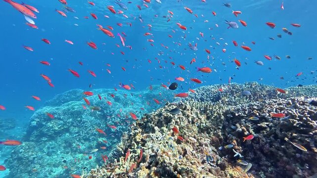 School of Colorful Reef Fish Swimming Above Coral Reef