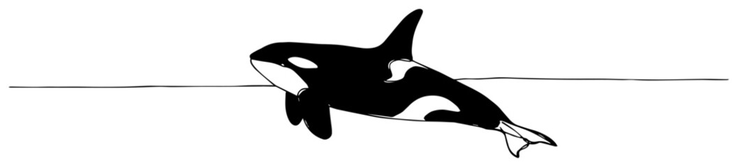 Orca killer whale jumping out of water at sea horizon line for marine life and nature travel concept © Luka