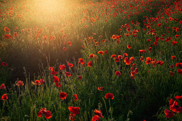 Obraz premium Vibrant red poppies blooming across meadow illuminated by warm sunset sunlight in summer countryside