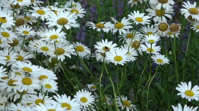 白いマーガレットと小さな蜂　花粉団子を作って蜜を集める蜂のクローズアップ（4K）