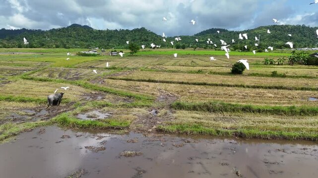 Aerial drone view of a large flock of egrets taking flight over rice paddies during harvest, with a combine harvester below under a dramatic cloudy sky, Bato, Taytay, Palawan, Philippines.
