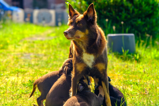 S&auml;ugende Australian Kelpie H&uuml;ndin mit Welpen