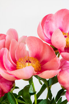 Amazing chinese pink peonies on light background. Card Concept, copy space for text