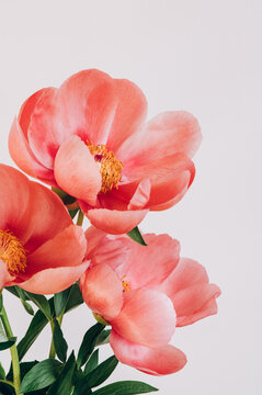 Amazing chinese pink peonies on light background. Card Concept, copy space for text