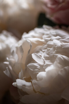 Macro shot of fresh bunch of peonies bouquet of different colors. Card Concept, gentle abstract floral background image, close up, shallow DoF