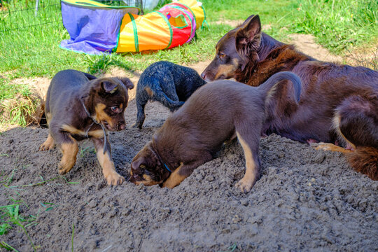 Spielende Australian Kelpie Welpen mit H&uuml;ndin
