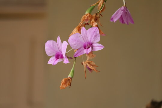 Beautiful orchid blooms featuring a striking contrast between fresh vibrant petals and wilting decaying flowers.