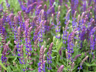 Fototapeta premium Beautiful blooming Salvia Nemorosa bee friendly purple blue Sage flowers close up, floral wallpaper background