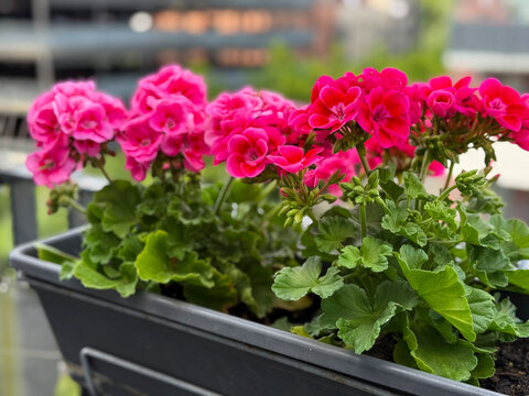 Blooming vibrant pink Geranium Pelargonium flowers in decorative flower pot hanging on a balcony fence close up