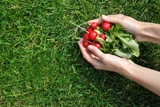 Organic Horse Radish Vegetables harvest in the farmers hand. Farmers Hand with freshly harvested radish vegetables. Gardening and farming.