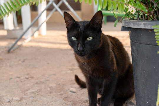 A majestic and watchful domestic black cat (Felis catus), with intense green eyes staring intently like a backyard panther.