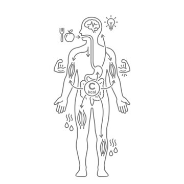 Human Body Digestive System Anatomy 1.