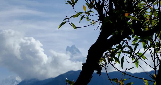 Machhapuchhre (Fishtail Mountain) Emerging behind tree Through Clouds from Ghandruk Village, Nepal