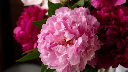 Obraz premium Bouquet of pink and burgundy lush beautiful peonies. luxurious flowers, gift, holiday