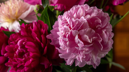 Fototapeta premium Bouquet of pink and burgundy lush beautiful peonies. luxurious flowers, gift, holiday
