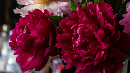 Obraz premium Bouquet of pink and burgundy lush beautiful peonies. luxurious flowers, gift, holiday