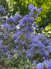 Fototapeta premium Blue flowering shrub in lush garden with spring blossoms