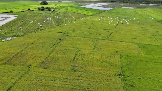 Aerial drone view of a mosaic of green and golden rice fields at harvest with a flock of white egrets in flight over the paddies and flooded sections visible, Bato, Taytay, Palawan, Philippines.