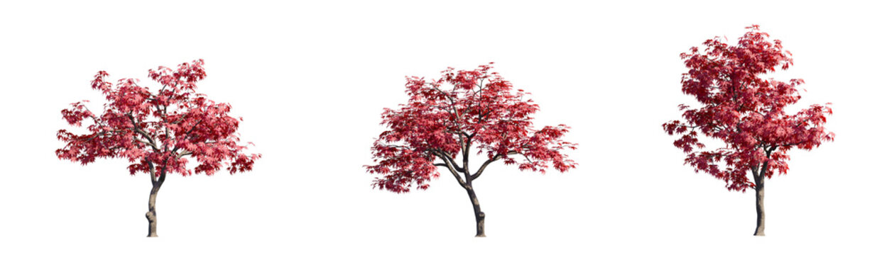 Set of red maple trees with autumn foliage isolated on transparent background