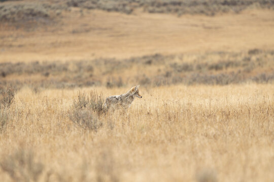 Coyote in Grassy Wilderness