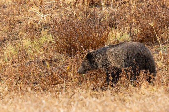 Grizzly Bear Walking Through Field